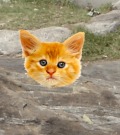 Profile Picture for liv12345