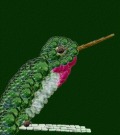 Profile Picture for Hummingbird