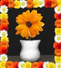 Profile Picture for duckiyi