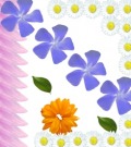 Profile Picture for SEHER